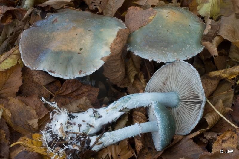 Stropharia caerulea